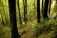 Bush;Buller_Region;lichen;moss