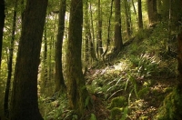 Bush;Buller_Region;beech_trees;Buller_Region;lichen;moss