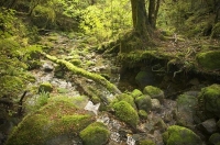 Bush;creek;Buller_Region;lichen;moss;flowing_water;stream