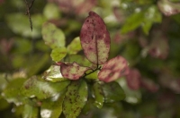 Bush;Buller_Region;Maori_Pepper_leaf