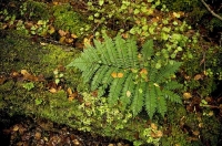 Bush;Buller_Region;lichen;moss;Fern