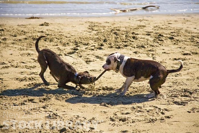 Dogs playing;Nelson;Tasman Bay;Tahunanui Beach;sandy beaches;beach;beach front;boating;golden sands;dogs;dogs tug of war;tug of war