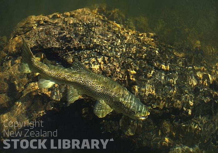 Brown trout;Bush;creek;Buller Region;lichen;moss;flowing water;stream;Maruia River