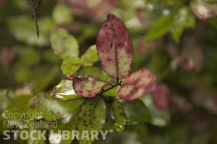 Bush;Buller Region;Maori Pepper leaf