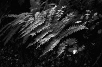 Bush;fern_leaf;Buller_Region;monchrome