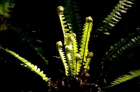 Ferns_unfurling