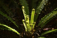 Ferns_unfurling