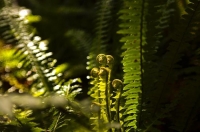 Ferns_unfurling