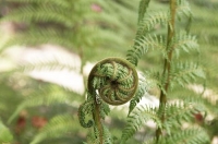 Fern_buds;fern_fronds;Ferns_unfurling