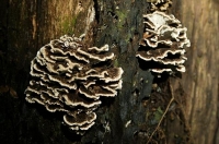 Fungi;Bush;Buller_Region;Bush;creek;Buller_Region;lichen;moss;Bracket_fungus;bra