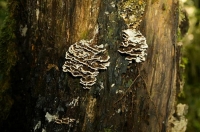 Fungi;Bush;Buller_Region;creek;Buller_Region;lichen;moss;bracket_fungi;Bracket_f