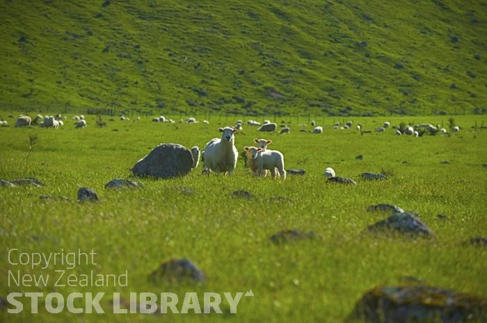 Nelson Lakes;Kawatiri;mountains;hills;rivers;Road;State Highway 63;bush;native forrest;Lakes;sheep;lambs;sheep paddock;rocky paddock