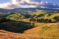 Kawhia;Waikato;bush;native_forrest;blue_sky