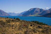 Lake_Coleridge;North_Canterbury;mountains;Hydro_electric;hydro_electricity;cattl