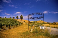 Vineyards;Marlborough;Wairau_Plains;vines;vintners;grapes;Sentinel_Vineyard