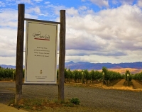 Vineyards;Marlborough;Wairau_Plains;vines;vintners;grapes;Staete_Landt