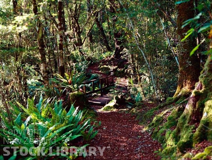 Marui River Valley-Buller Region-Native Bush