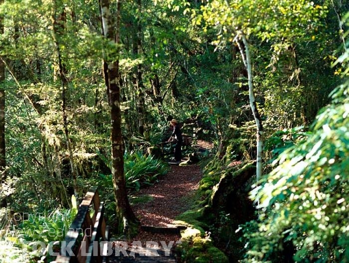 Marui River Valley-Buller Region-Native Bush