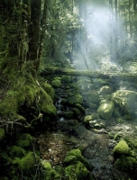 Bush;Beech_Forest;creek;misty_light;moss;lichen