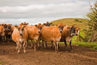 Cape_Egmont_Region;Cape_Egmont;Jersey_Cows